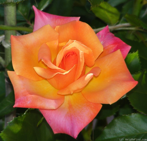 'Hot Romance' rose photo