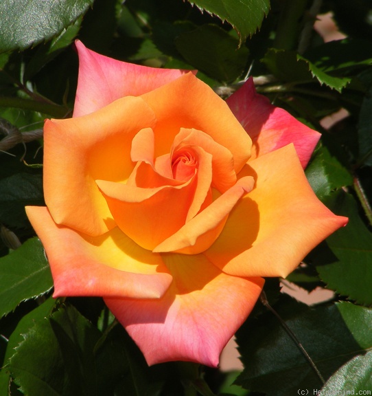 'Hot Romance' rose photo