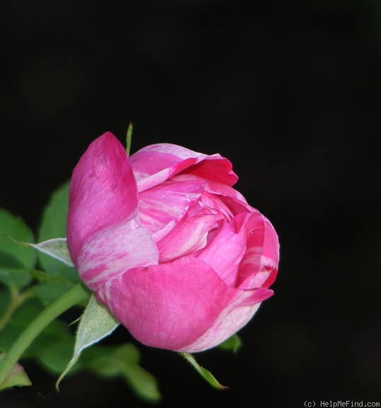 'Honorine de Brabant (Bourbon, Tanne, 1916)' rose photo