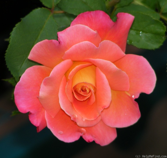 'Granada (hybrid tea, Lindquist, 1963)' rose photo