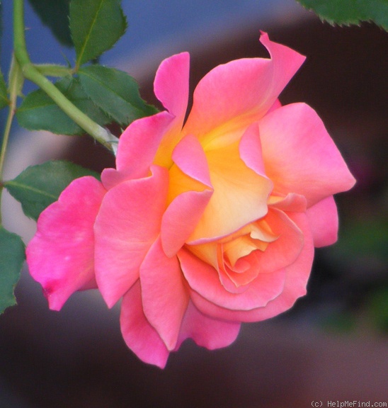 'Granada (hybrid tea, Lindquist, 1963)' rose photo