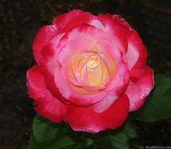'Double Delight ®' rose photo