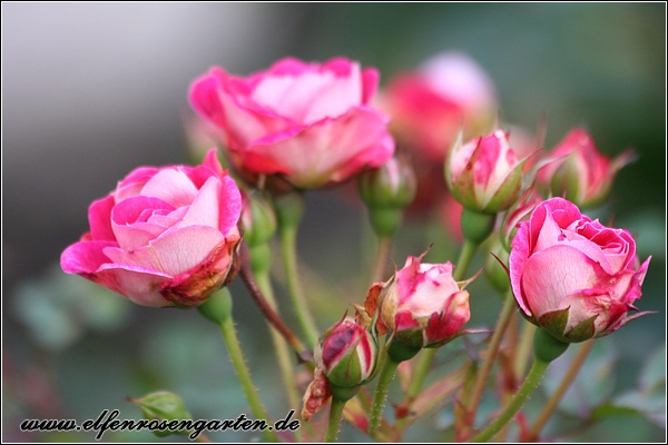 'Charmant ™ (miniature, Kordes 1998)' rose photo
