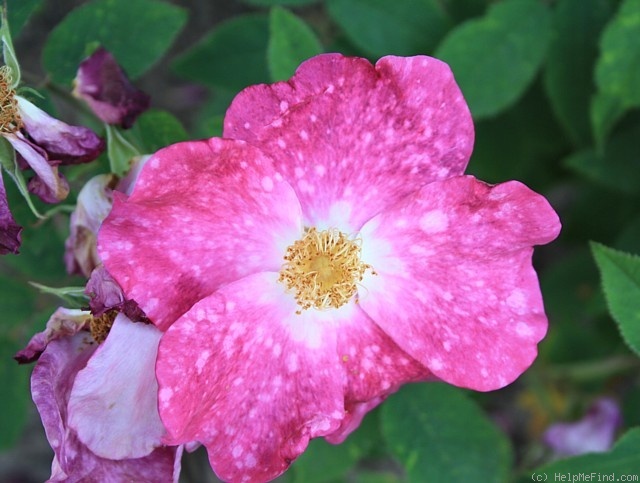 'Asta (gallica, Rautio, 2008)' rose photo