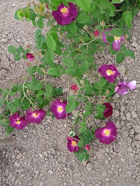 'Merveille (gallica, Rautio, 2008)' rose photo