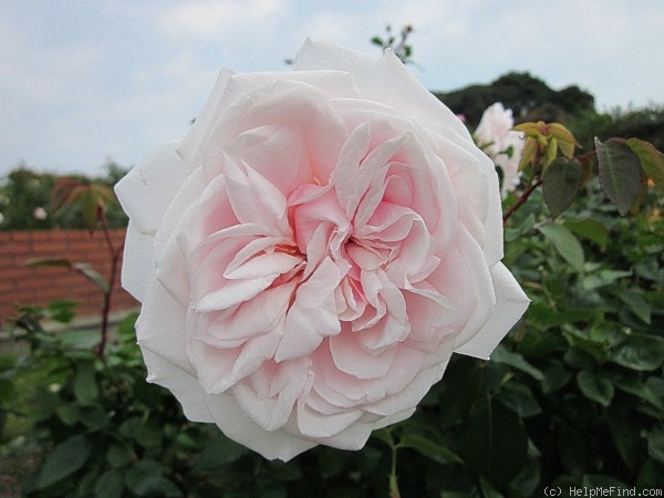 'Souvenir de la Malmaison' rose photo