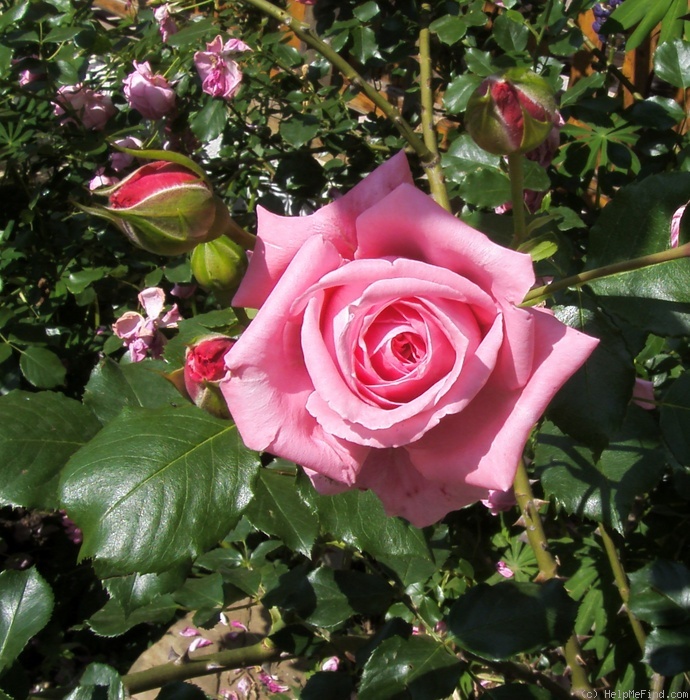 'Coral Dawn (large flowered climber, Boerner 1952)' rose photo