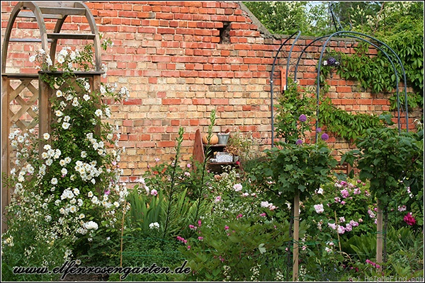 'Lykkefund (Rambler, Olsen, 1930)' rose photo