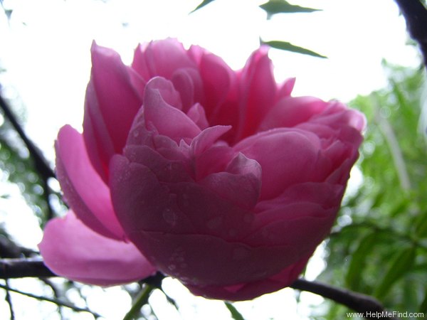 'Leonardo da Vinci ® (Floribunda, Meilland, 1993)' rose photo