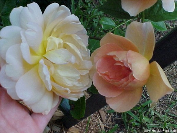 'Pat Austin ™' rose photo
