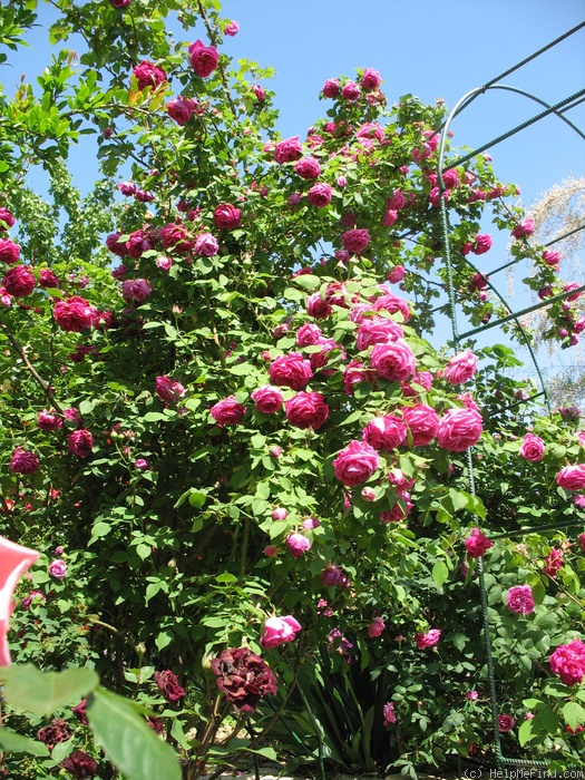 'Madame Isaac Pereire (Bourbon, Garcon, 1876)' rose photo