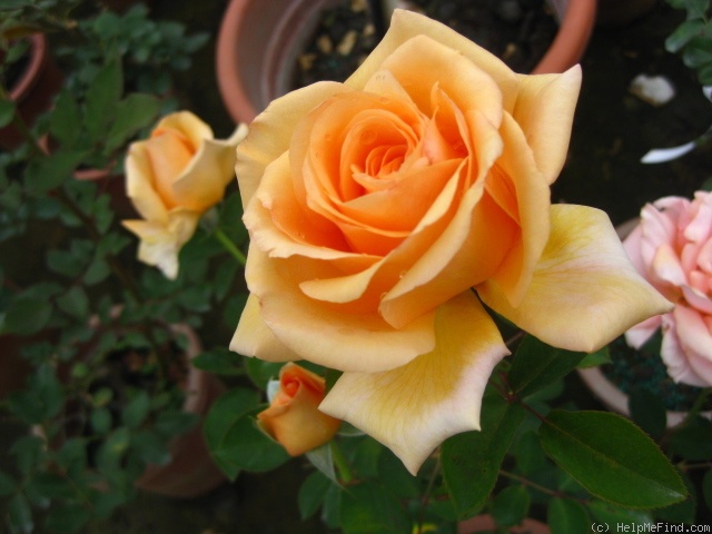 'Sunset Celebration ™' rose photo
