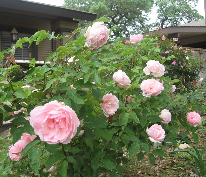 'Duchesse de Brabant' rose photo
