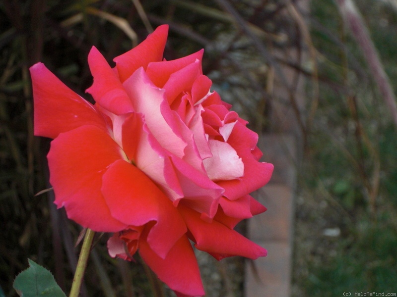 'Love (grandiflora, Warriner, 1977)' rose photo