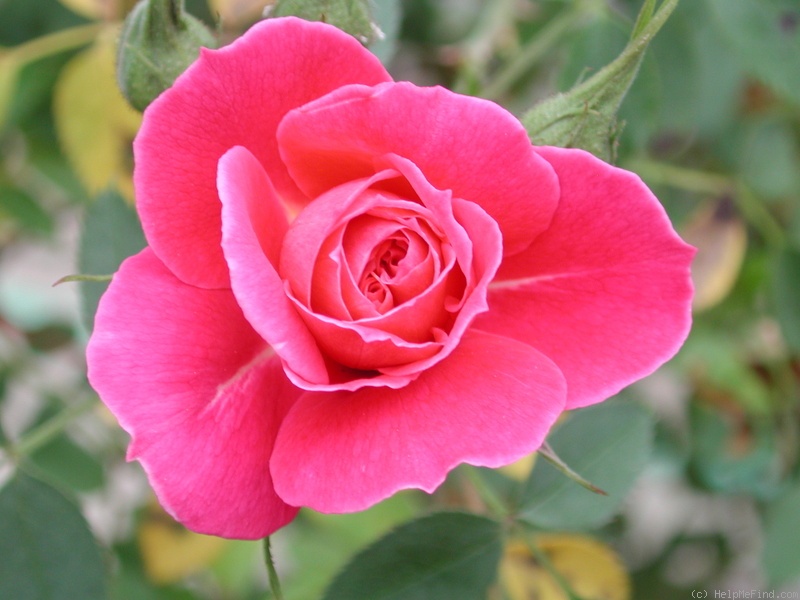 '1-72-1DLFED7' rose photo