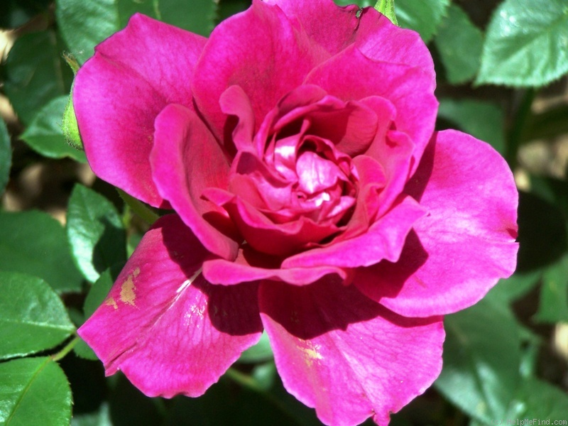 'Intrigue (floribunda, Warriner 1982)' rose photo
