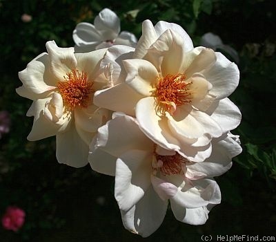 'Arahan' rose photo