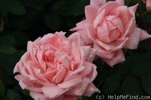 'Bubble Double' rose photo