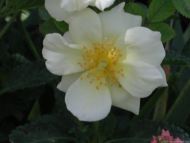 '1-72-1DLFED8' rose photo