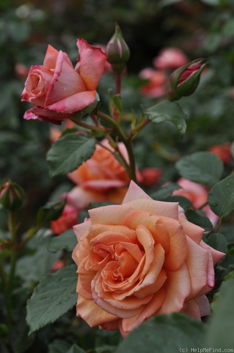 'Barock ® (climber, Evers/Tantau, 1999)' rose photo