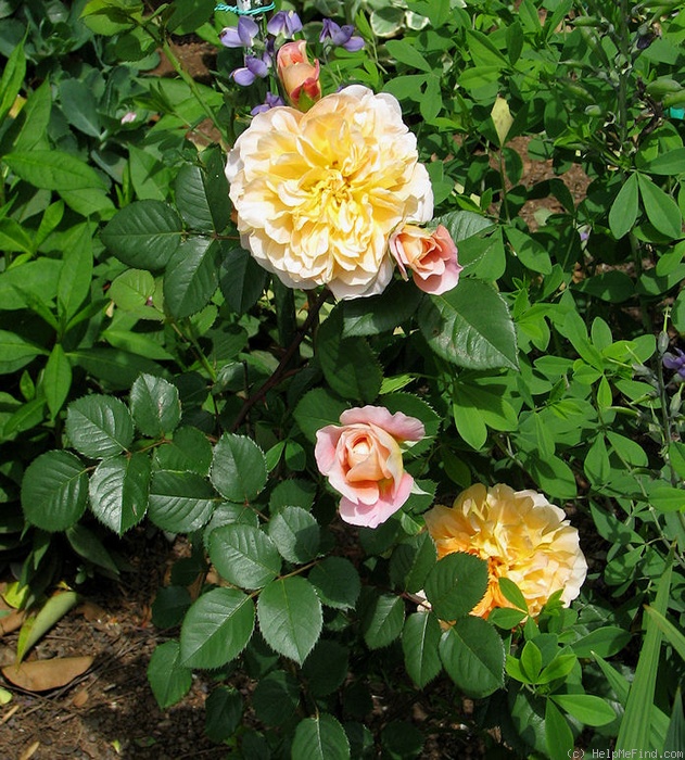'The Impressionist ™ (shrub, Clements 2000)' rose photo