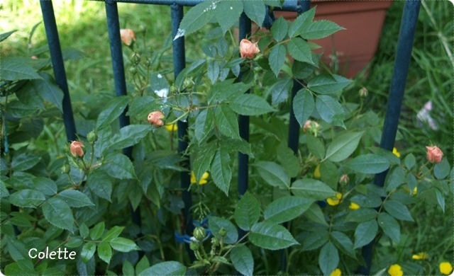 'Colette (climber, Meilland 1994)' rose photo