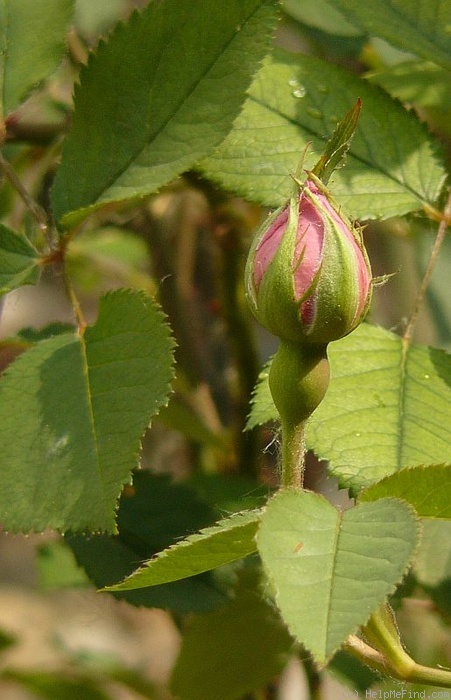 'Hamadan' rose photo