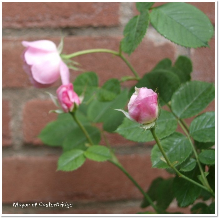 'Mayor of Casterbridge' rose photo