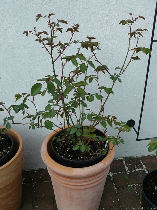 'Hamadan' rose photo