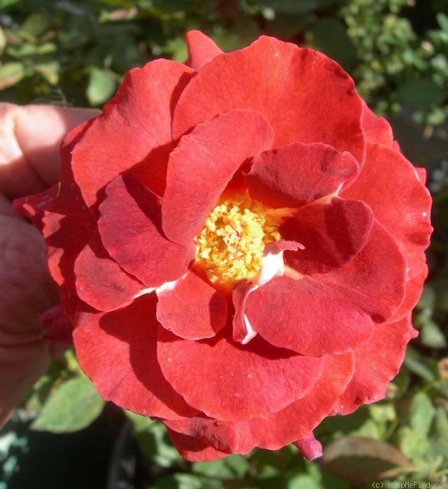 'Victoriana' rose photo