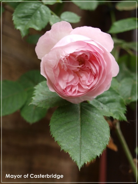 'Mayor of Casterbridge' rose photo
