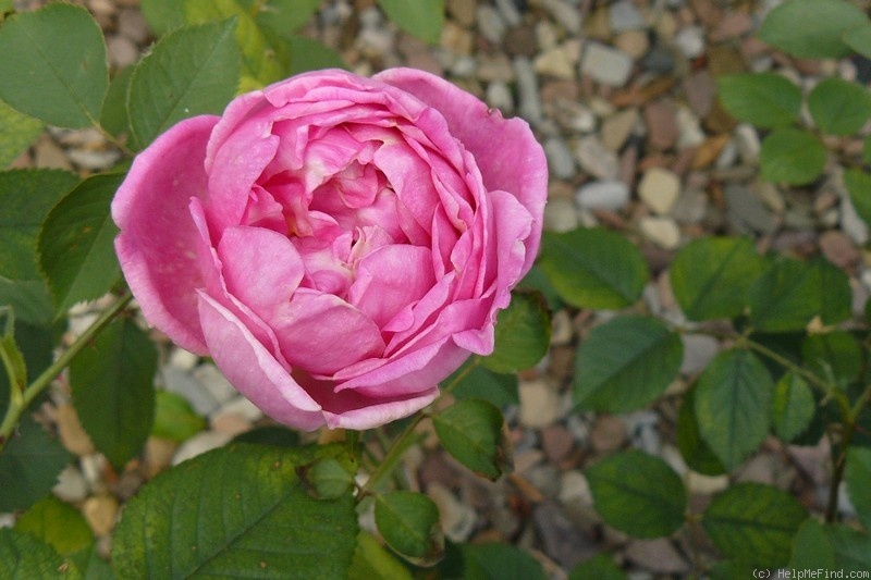 'Hamadan' rose photo