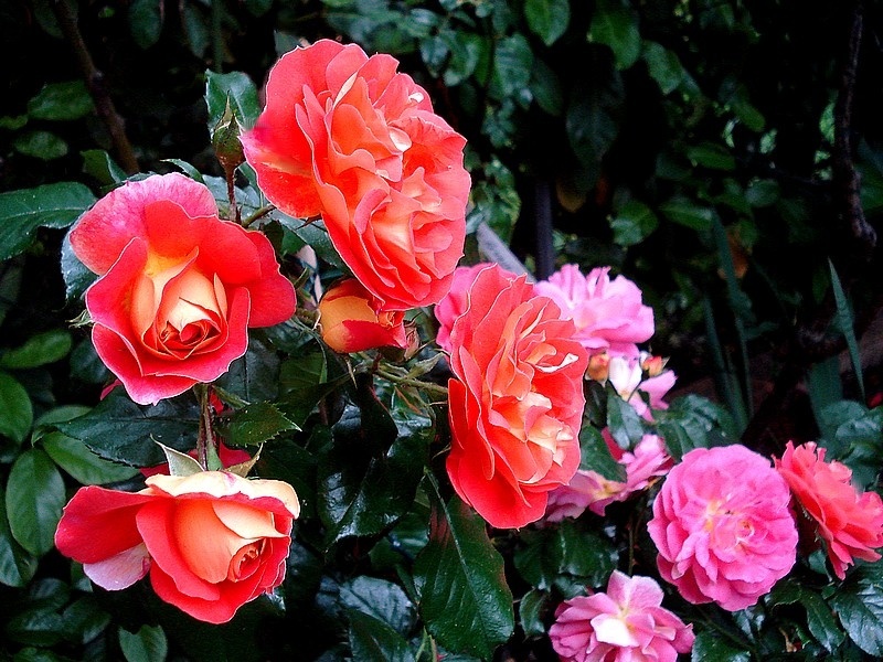 'Joli Tambour' rose photo