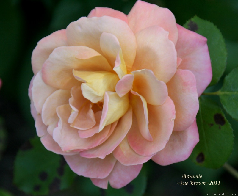 'Brownie (floribunda, Boerner 1958)' rose photo