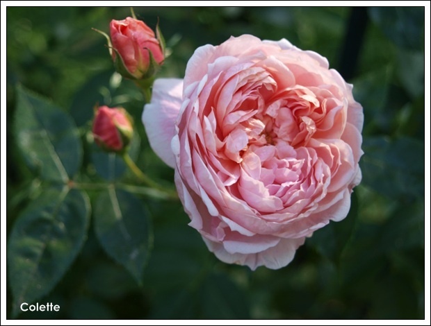 'Colette (climber, Meilland 1994)' rose photo