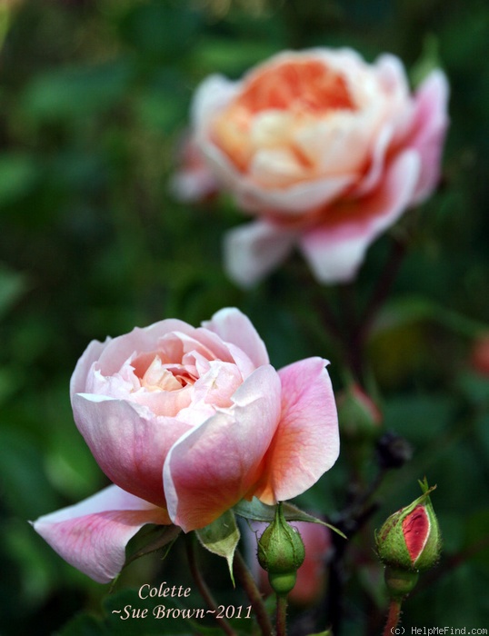 'Colette (climber, Meilland 1994)' rose photo