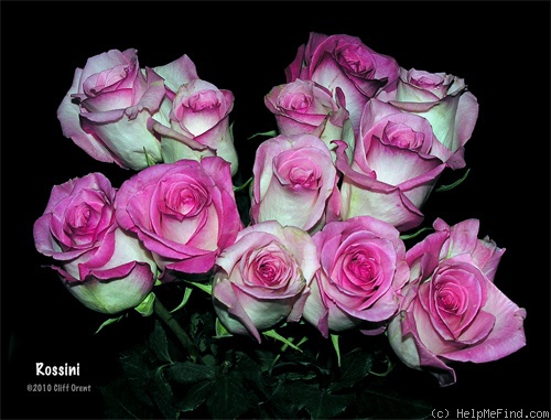 'Rossini (hybrid tea, Sierraflor)' rose photo