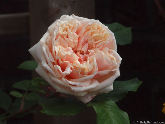 'Gloire de Dijon (Tea Noisette, Jacotot, 1849)' rose photo