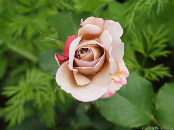 'Grey Dawn' rose photo