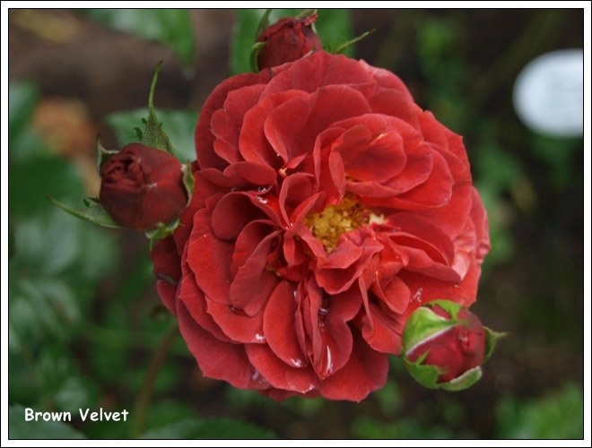 'Brown Velvet' rose photo