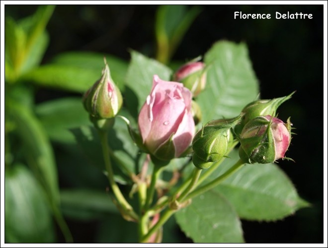 'Florence Delattre ®' rose photo