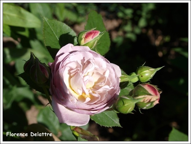 'Florence Delattre ®' rose photo