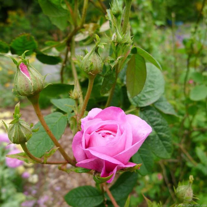 'Ispahan (damask, Unknown, before 1827)' rose photo