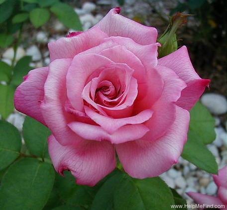 'Lady Luck' rose photo