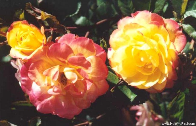 'Chameleon Rose (shrub, Welsh)' rose photo
