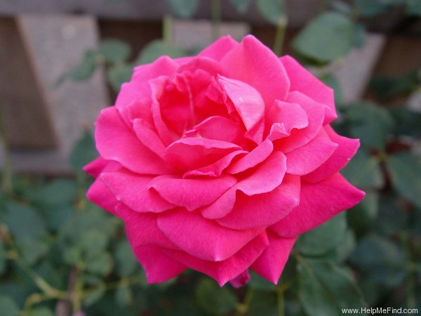 'Jacaranda' rose photo