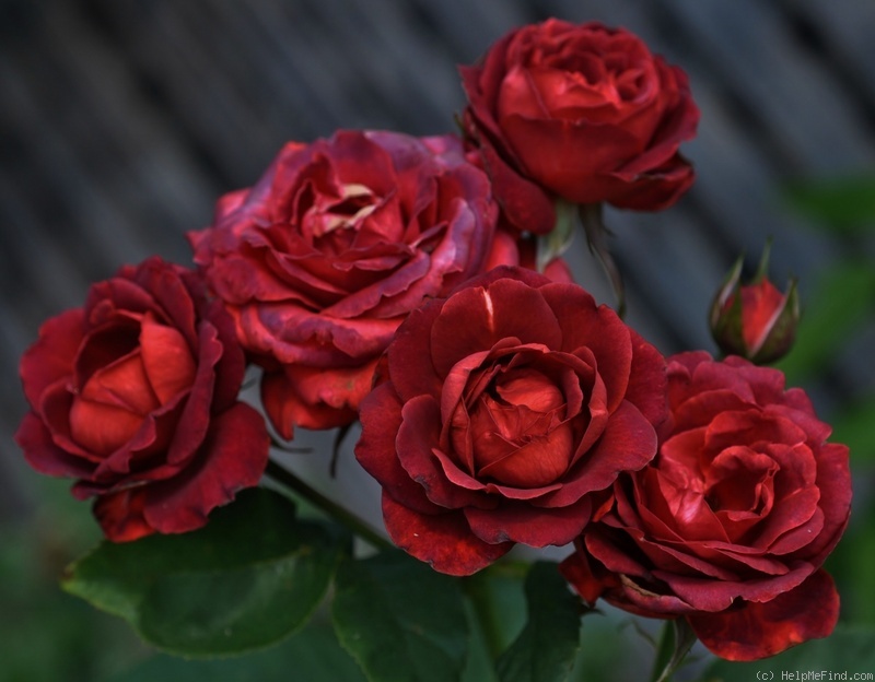 'Chocolate Sundae ™' rose photo