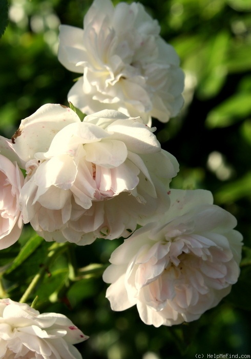 'Princesse Louise (hybrid sempervirens, Jacques, 1829)' rose photo