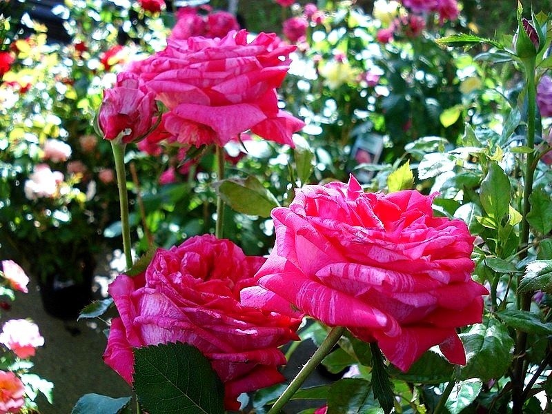'Brigitte Bardot ® (hybrid tea, Orard, 1994)' rose photo