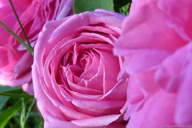 'Léonie Lambert' rose photo